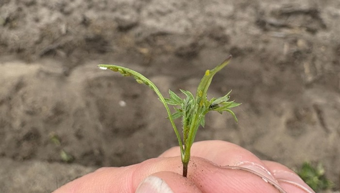 Zevenbladluis in peen.jpg